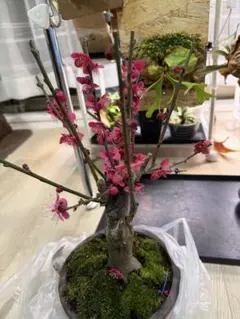 最終在庫》サクラゲンカイツツジ【現品発送】管理80064 - メルカリ