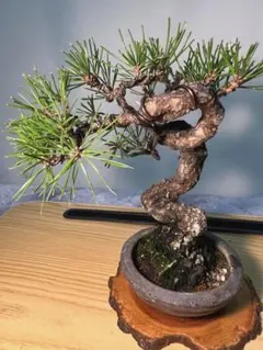 超希少激レア！鬼才関野正作 根上がり半懸崖 五葉松 小品 盆栽 黒松 真
