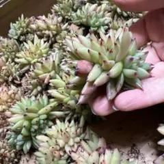 ハム☆プロフィール必読様 リクエスト 2点 まとめ商品