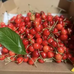 早朝もぎたて❗️山形県東根産　さくらんぼ紅秀峰　700gのサムネイル