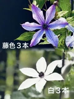 2026年最新】クレマチス 流星の人気アイテム - メルカリ