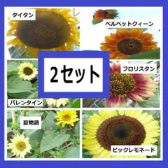 ６種類ひまわりの種 2セット