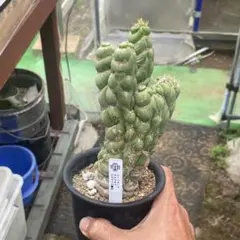 発根済・5〜6号サイズ】まるでガイル!!エボリスピナ ストII株/鉢ごと