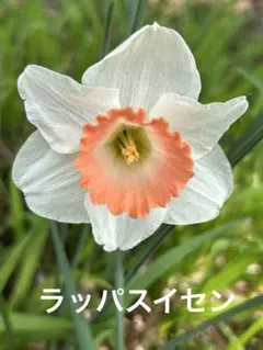 順ペイ様専用　 ラッパ水仙　 白と優しいオレンジ　3株