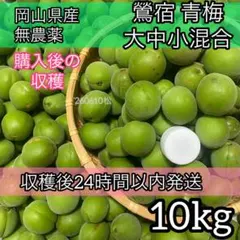 鶯宿梅】青梅 10キロ 鹿児島産 M〜L混合 冷蔵便 栽培期間中農薬不使用