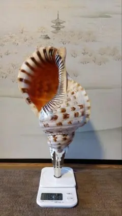 2026年最新】法螺貝 和楽器の人気アイテム - メルカリ