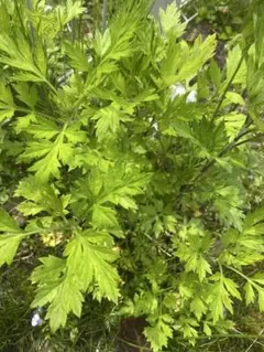 天然よもぎ　農薬不使用！新鮮よもぎ約 150g摘みたて新芽（増量中）　苗根