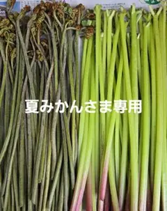 夏みかんさま専用