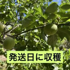 Item thumbnail for item 9c05b79c-8cdf-4ad7-8222-8152ecf3180e