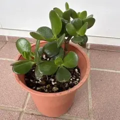 金の成る木★特大株 Amazon｜金のなるHappyの木【金のなる木 7号鉢 1個】jade plant 花月
