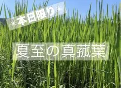 2026年最新】乾燥マコモ葉の人気アイテム - メルカリ