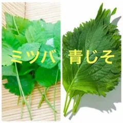 三つ葉種100粒＆青じそ種100粒　ミツバシソ紫蘇種200粒　ハーブ野菜No10