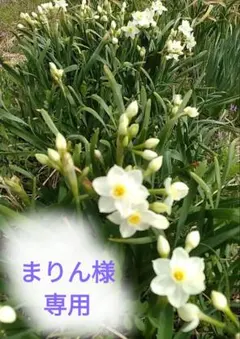 まりん様専用ページ