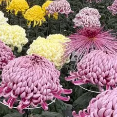 のっm様専用大菊苗10本セット　厚物10本のサムネイル