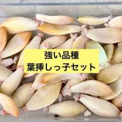 多肉　葉挿しっ子セット　6種 350円(同梱300円)のサムネイル