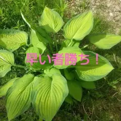 ブルー系大型ギボウシ 1株 抜き苗（土・ポットなし）写真のもの
