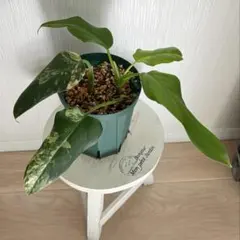 2026年最新】レアフィロデンドロンの人気アイテム - メルカリ