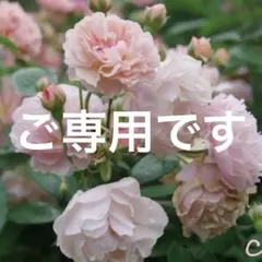 うらん様 リクエスト 2点 まとめ商品