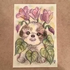 シーズーとシクラメン　パステル画　色鉛筆画　原画　オリジナル　ポストカードサイズ