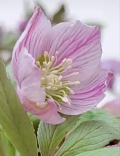 2025年最新】クリスマスローズの人気アイテム - メルカリ