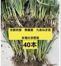 京都府産 九条ねぎ苗 1000本　農家直送　無農薬 京都府産 九条ネギ 苗 60本 無農薬 - メルカリ
