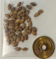 2026年最新】黒松種の人気アイテム - メルカリ