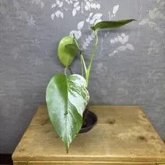 モンステラ　ボルシギアナ　ミント　ハーフムーン　 A1 モンステラ ボルシギアナ ミント ハーフムーン A1 ハーフムーン