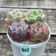 SALE❗️909多肉植物　カット苗　寄せ植え　人気4種セット❣️