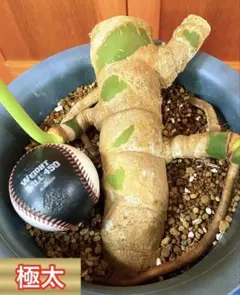 極太モンステラ 茎 30cm 親株写真あり 大型株 デリシオーサ - メルカリ
