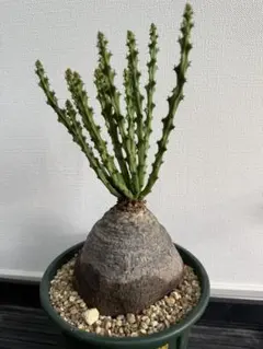ユーフォルビア デシドゥア 発根済み 開花済み株 大株 - メルカリ