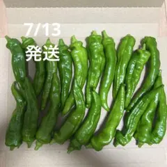 万願寺とうがらし　箱込み450g以上のサムネイル
