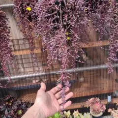 多肉植物ルビーネックレス鉢ごと