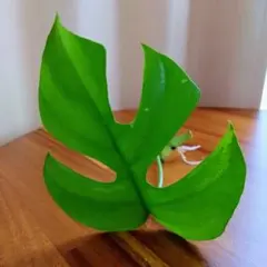 ともぞう様 リクエスト 2点 まとめ商品