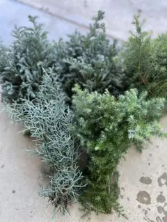 nono-comichiさん用　コニファー　セット