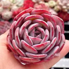 ゴウゾウ　出品終了です^_^様 リクエスト 4点 まとめ商品