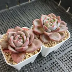 速達◆チョコ肉様 リクエスト 2点 まとめ商品