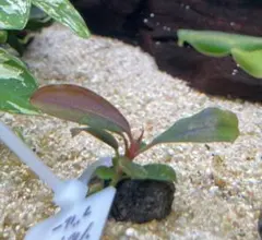 タケ様、専用です。