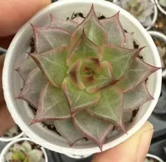 な*ち様 No.b76新品種　フラミンゴ　エケベリア　多肉植物　撮影10月22日