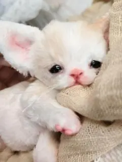 赤ちゃん生まれました♡生後1日♡エキゾベビー♡子猫ちゃん♡アート
