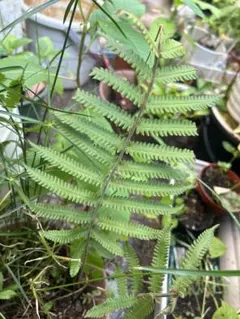 1無農薬梶ノ木の枝 葉が黄緑色 長さ5～7cm 2おかめ笹10株 おまけ付