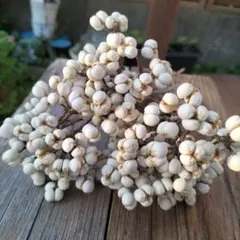 2025年最新】ナンキンハゼの人気アイテム - メルカリ