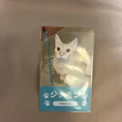 池袋東口店 猫カフェmocha シナモン 総選挙