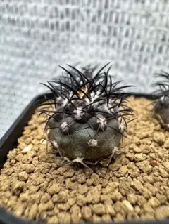 46 サボテン グリセオビオラセア現地球カキコ育成 実生自根発根済 漆黒の 46 サボテン グリセオビオラセア現地球カキコ育成 実生自根発根