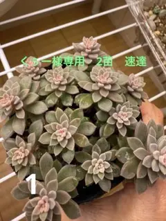 スプリングワンダー✕銀天女　抜き苗　2株　くぅー様専用