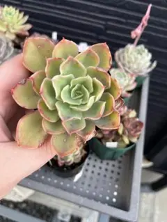 ❣️花火❣️現品 エケベリア 寄せ植え 多肉弁当 多肉植物 - メルカリ