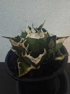 子株出品　アガベ　SAD 抜き苗発送のサムネイル