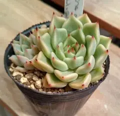 抜き苗】ファームパルク 桃太郎 パル桃 多肉植物 farm PALK - メルカリ