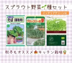 秋冬もオススメ●スプラウト３種セット　ベビーリーフ彩りサラダに　キッチン水耕栽培のサムネイル