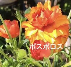 ラナンキュラス ラックス ポスポロス① - メルカリ