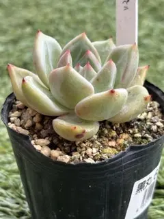 多肉植物ルイパパさん苗 (月影xざわわ)x(ザラゴーサxチワワエンシス